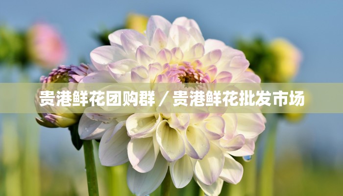 贵港鲜花团购群／贵港鲜花批发市场