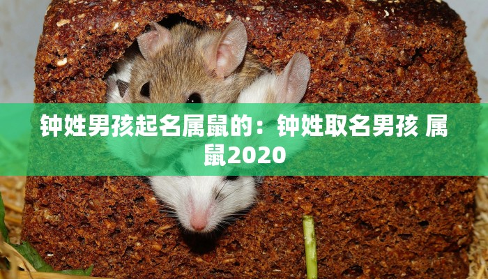 钟姓男孩起名属鼠的：钟姓取名男孩 属鼠2020